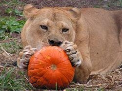 Isaac_Rooks's profile picture. Ph.D. & Educator - Film Studies, Ecocinema, Mediated Wildlife & Animal Attacks