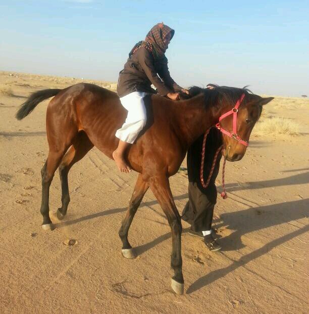 ‏نوماس