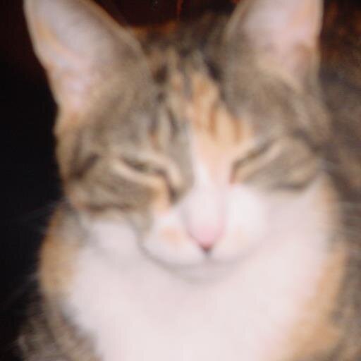 jbloomfield57's profile picture. loves animals, lives alone, wishes she had her cat back  :(