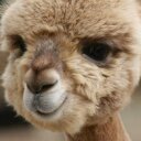 Tracy McCartney - @TracyVeronica51 - Twitter