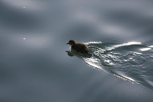 marianjones's profile picture. Welsh, Photographer, bit of a blogger ...