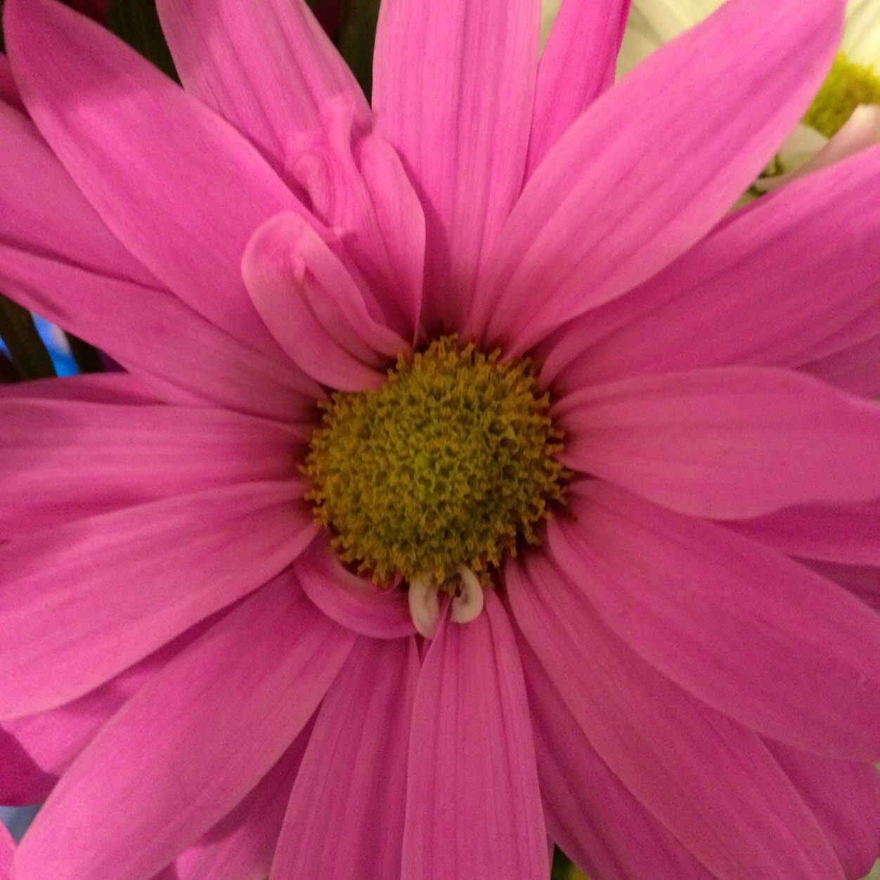 PaigeScalice's profile picture. 