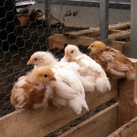 NB Garden Club (@nbgardenclub) 's Twitter Profile