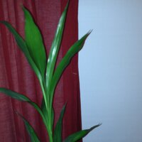 Shabana Parvez MD (@shabana_parvez) 's Twitter Profile