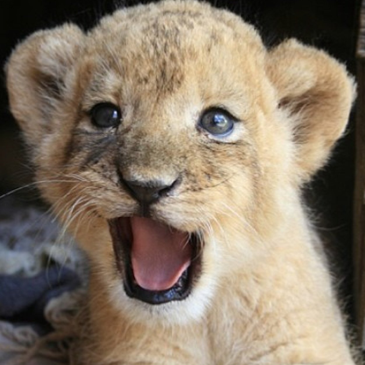 bahbyelozer's profile picture. BAH-BYE