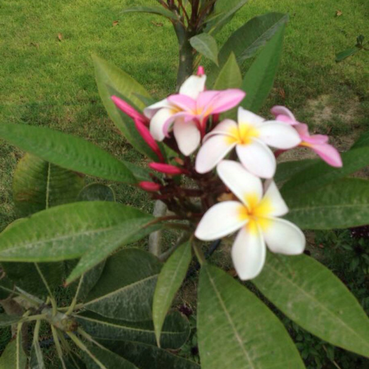 amaniousman's profile picture. Studied English Literature at the Lebanese International university.
Bachelor degree in English Literature.
Happy mother for 3 blessed Saudi children👧🏻👧🏻👶