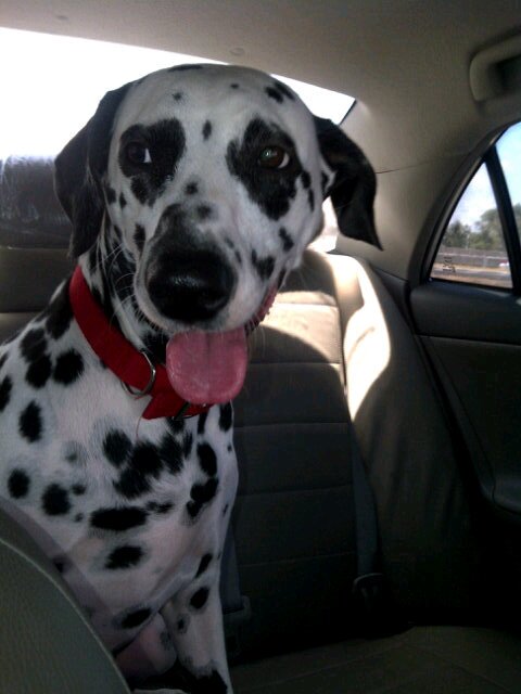 luisbarretor's profile picture. 