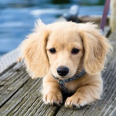 Cutest Baby Animals (@SoCuteOverloads) / Twitter Cutest Baby Animals (@SoCuteOverloads) / Twitter