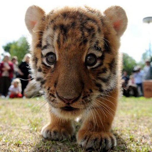 Providing you with wonderful pictures of breath-taking nature and incredible, exotic animals.