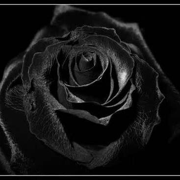 BLAKK ROZE music is an eclectic musical contribution to HIP HOP and is to be considered AUDIO THERAPY...#nDuTime
