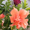 Lori Rossi - @LoriRossi3 - Twitter