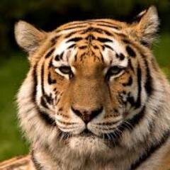 Tiger_factz@aol.com