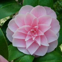 【Flower pictures🌺🌼🌻 & Spiritual truth】楽しいスピ (@kamisama_kotoba) 's Twitter Profile