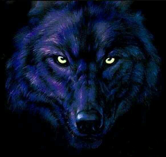 coolwolf10's profile picture. i post pics of stuff follow me on instagram coolwolf10 im also freinds whith randomstuff619 by...... hope u enjoy this profile...