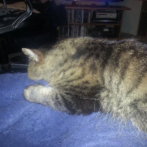 Shammoz is my PA. He doz wotever I sayz by just lookin'. He is rapped around my pawz. Sucker. FYI: I don't meow, I can say anyfing I want wiv my eyes.