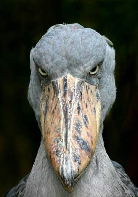 wille_ham_D Profile Picture