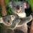 Koalaclass's profile image