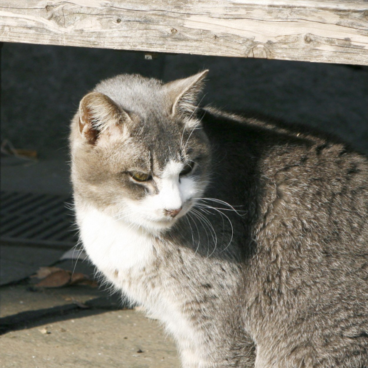 nyashitaka_bot's profile picture. やぁおじょうさん よかったらモフモフしていかないか 森山由孝が猫のbot、イベント時手動。詳しくはついぷろにて