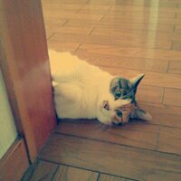 雪 (@yuki_neko131) 's Twitter Profile