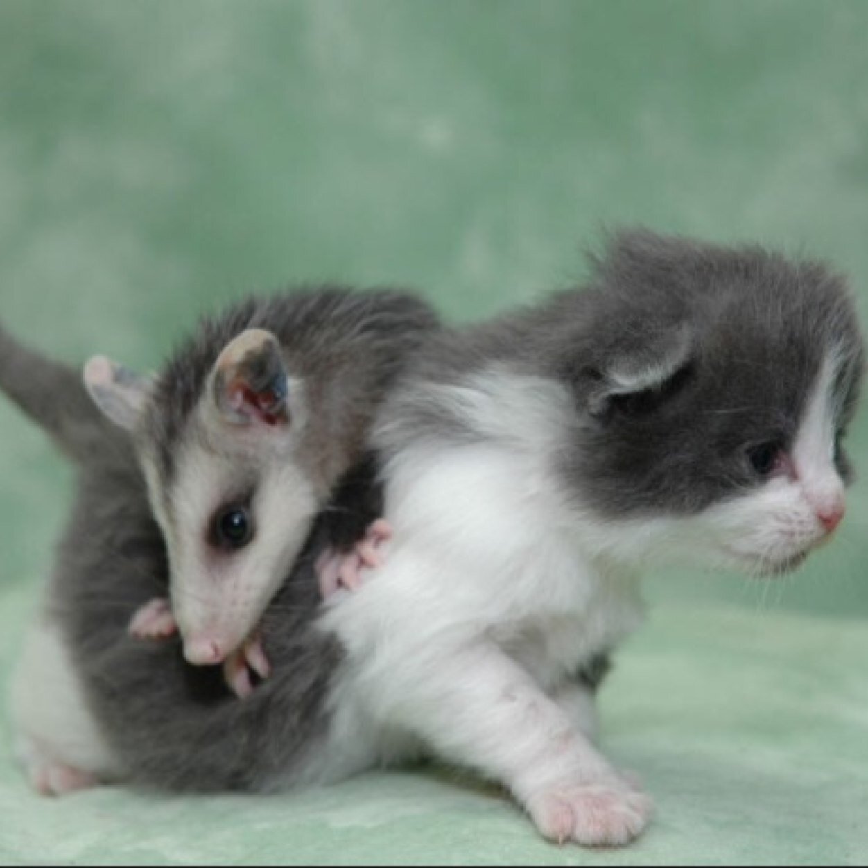 brucefcampbell's profile picture. 