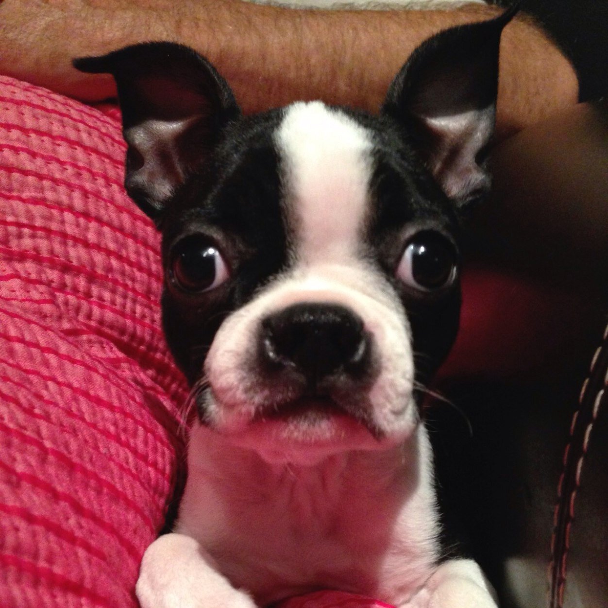 rubylovetheBT Profile Picture
