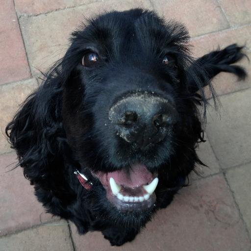Owned by `Taffy' and `Tess'; we 3 live on the land of Wurundjeri; be your best every day; CSA survivor/advocate