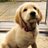 AwwAnimaIs's profile image