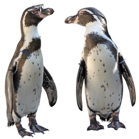 Sorry to disappoint. We're actually just two human grad students who dig penguins and make ads.  Arielle Jordan (Copywriter) / Ursula Burgess (Art Director)