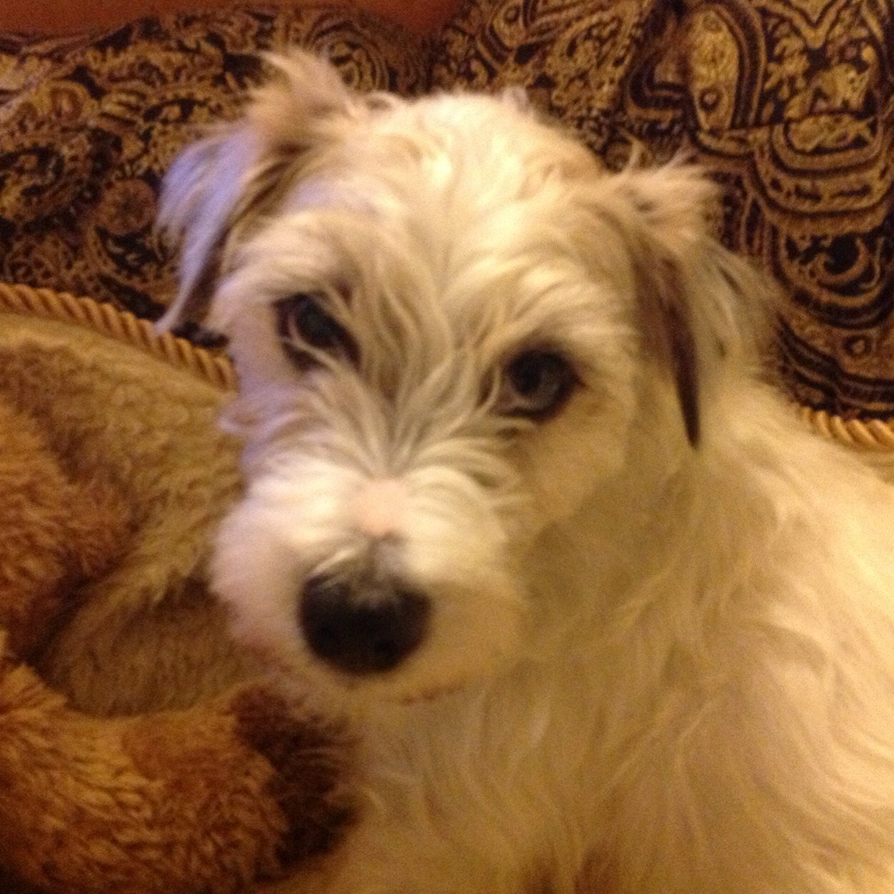 BjlockeBrian's profile picture. Retired, JRT dad