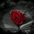 SosooSasa's profile image