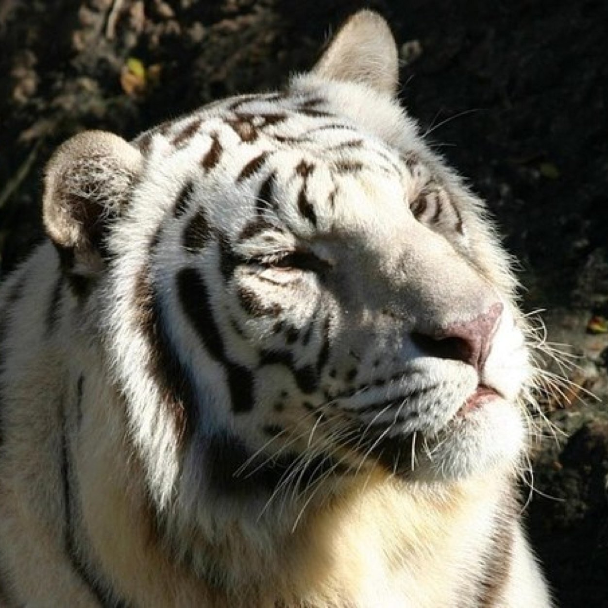 rrrrrmeow's profile picture. disappointed