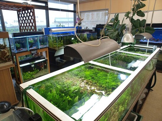 東北地区の水槽,水槽レンタル,メンテナンス,アクアリウム,インテリア,を行っている「アクアートギャラリー」です。