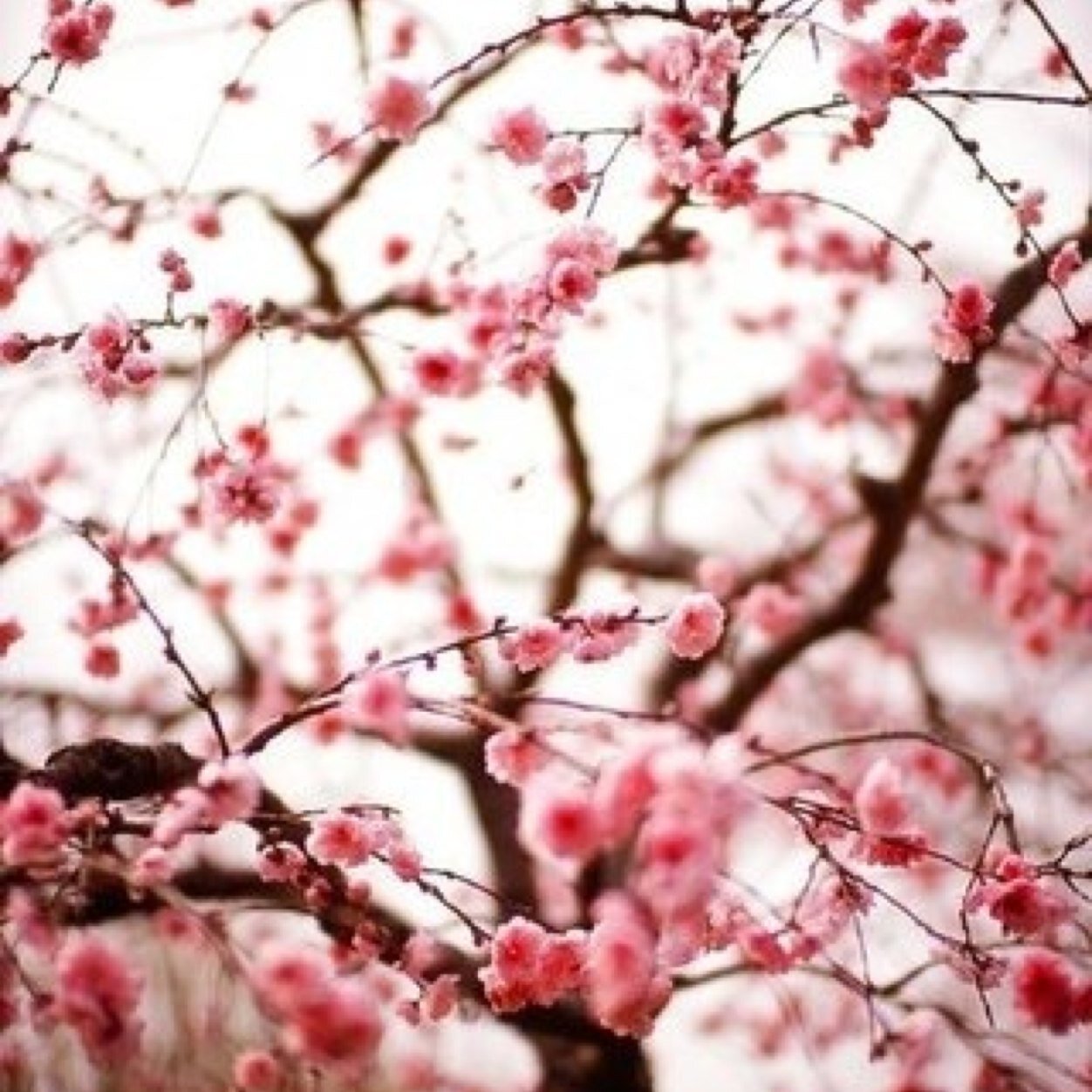 Взаимный фолловинг, RuFollowBack