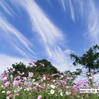 よろず屋 (@rinngoenn) 's Twitter Profile