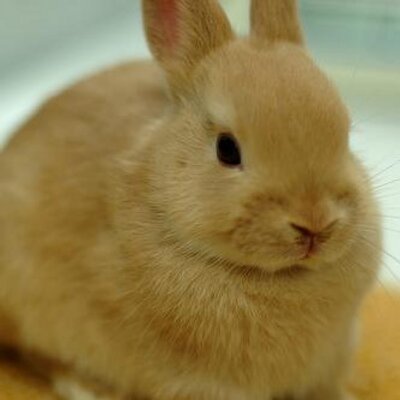 激カワ うさぎ画像 Usagi Pics1 Twitter 激カワ うさぎ画像 Usagi Pics1 Twitter