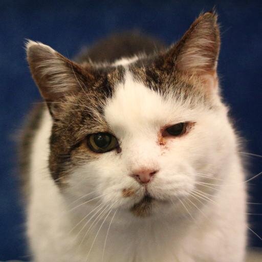 Animal welfare news from Shropshire and beyond