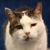 ShropAnimals (@shropanimals) Twitter profile photo