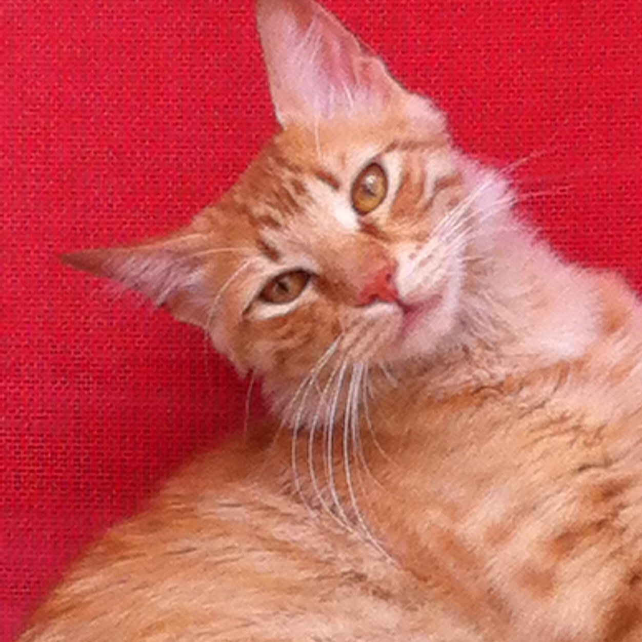 corinatorresv's profile picture. 