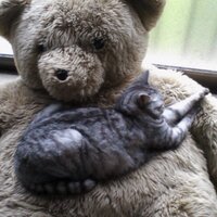 bear (@kuma_olenge) 's Twitter Profile