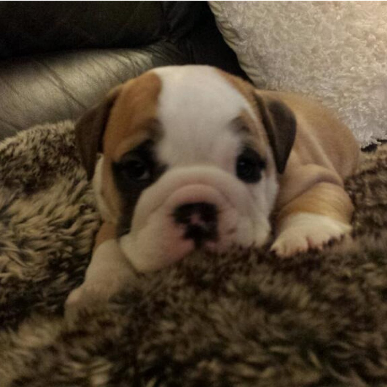 TernentJay's profile picture. Johny ternent & son               
           Tiling