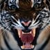 John Majka (@john_majka1) Twitter profile photo