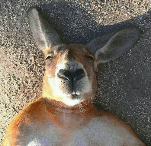 kouki922's profile picture. よお✋(   ͡° ͜ʖ ͡° )