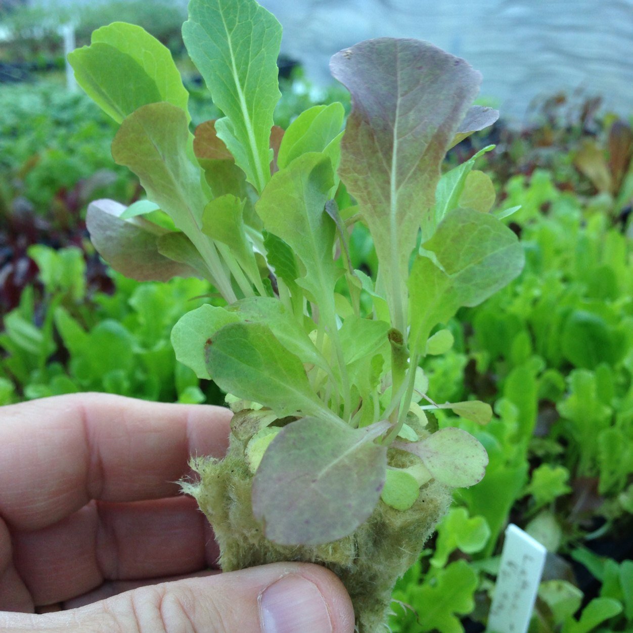 ATLurbanfarms - Providing Tower Gardens by JuicePlus+, all natural seedlings, workshops, and more.