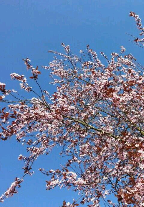 RianSpitzen's profile picture. 