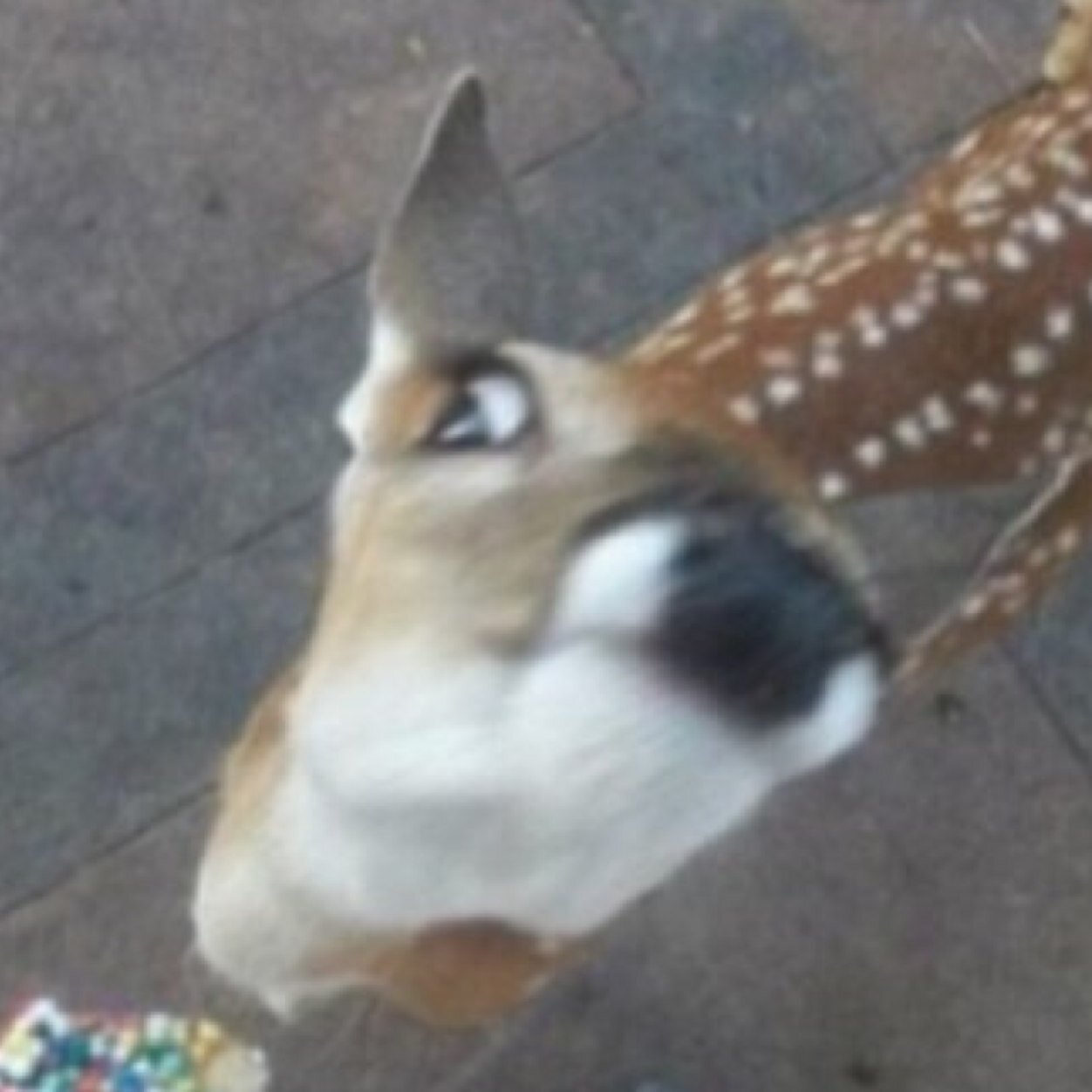 rowerowe54321's profile picture. 