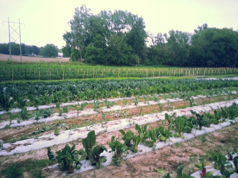 Sustainable Vegetable Farm & CSA
