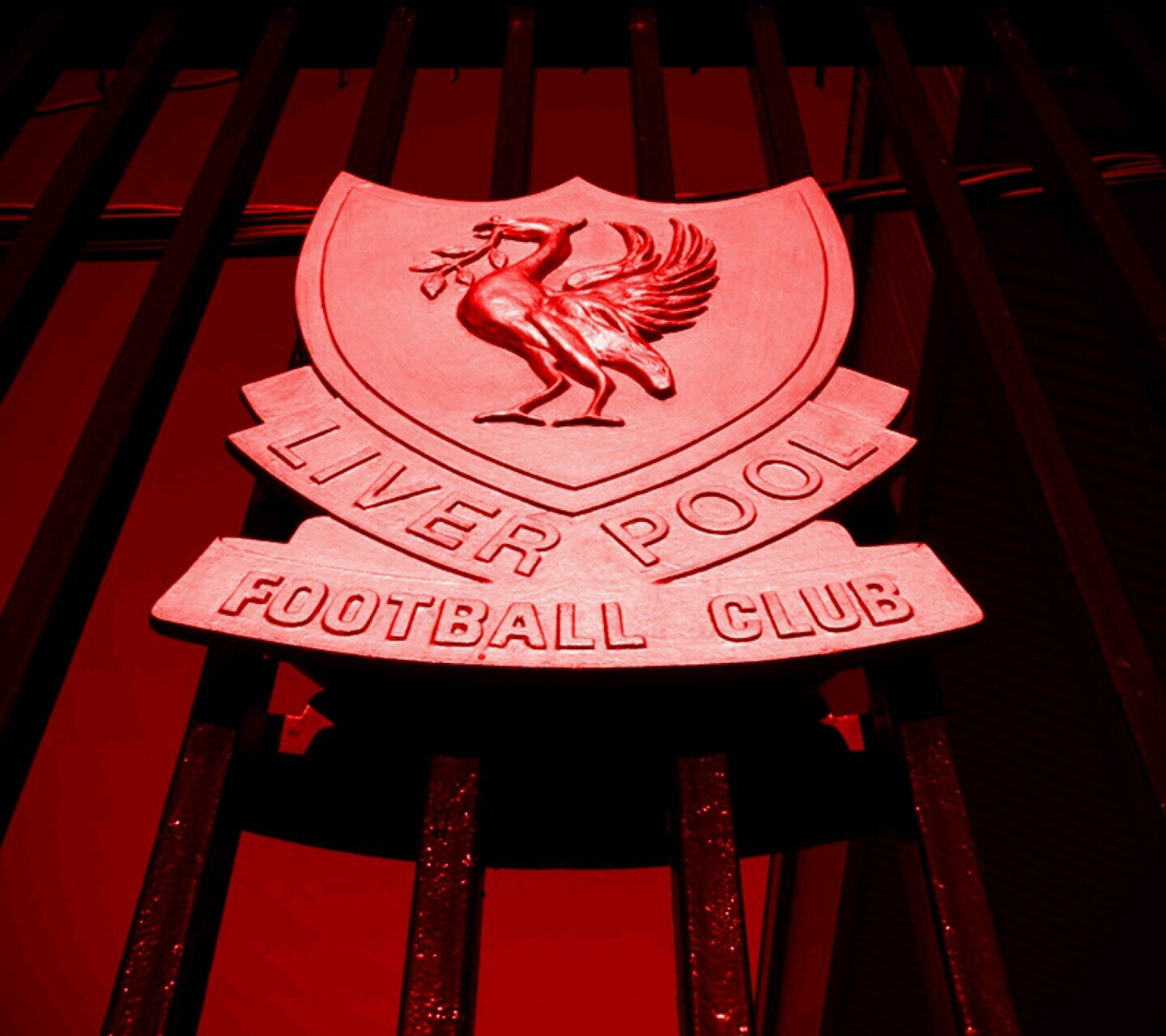 lfctillidie36's profile picture. 