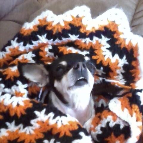 tennesseehawk's profile picture. Just a Iowa Hawkeye sport fan. Very conservative politically.