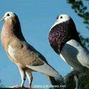 محمود النجوم (@00057e472b1e427) Twitter