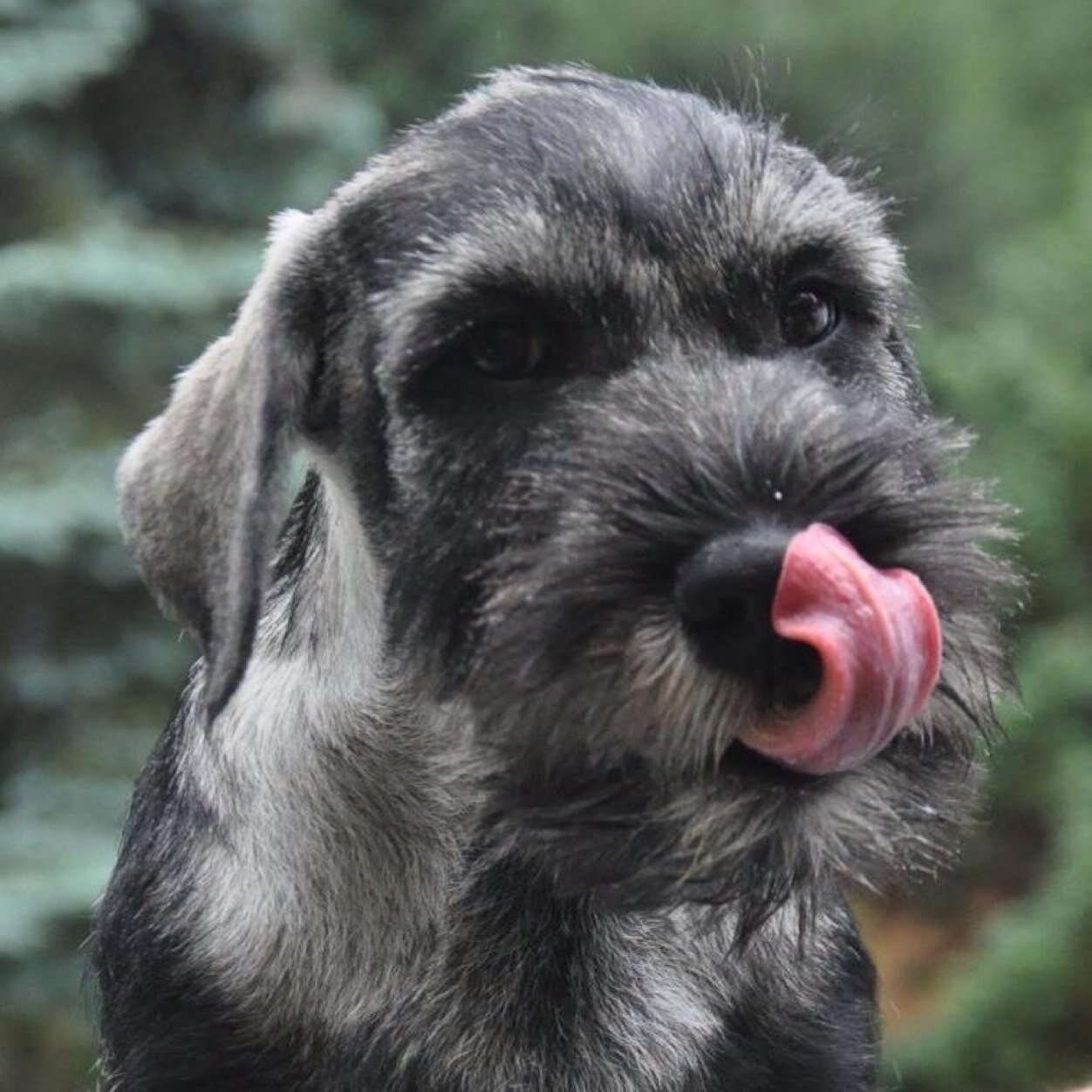 The_hairy_hound's profile picture. Pampering pooches great and small. Also providing luxury dog boarding and walking services in Regency Cheltenham & surrounding areas